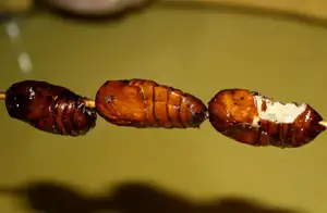 Three fried silkworm lavae on wooden skewers