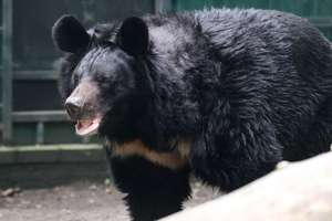 Yampil, an Asian black bear, standing on four legs and enjoying sun in his enclosure at Five Sisters Zoo, in Scotland.
