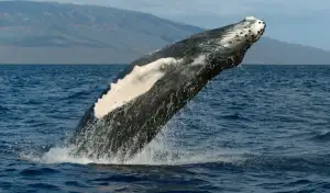A humpback whale jumping out of the ocean.