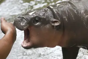 Moo Deng, a baby pygmy hippo, playfully trying to bite someone's arm.