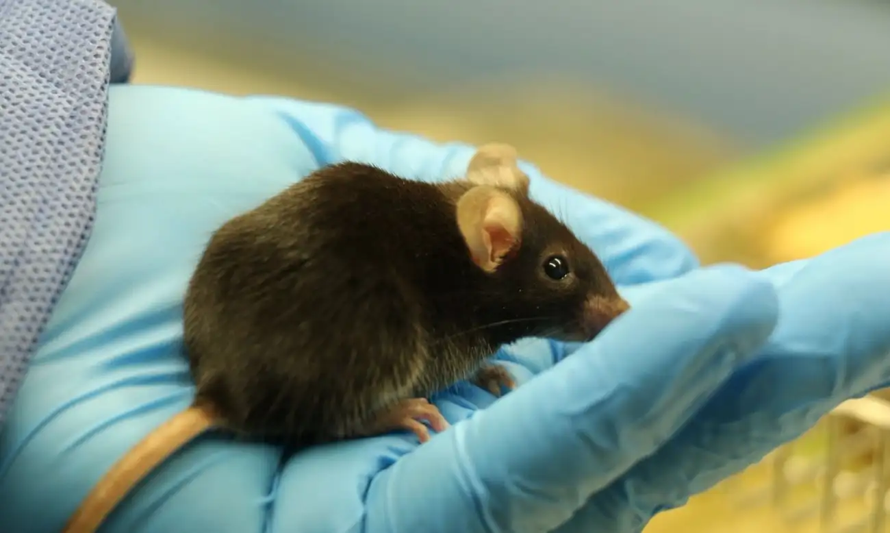 A brown mouse sitting in the gloved hand of a researcher.